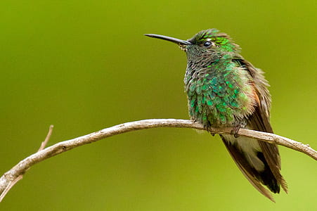 photography of green bird thumbnail