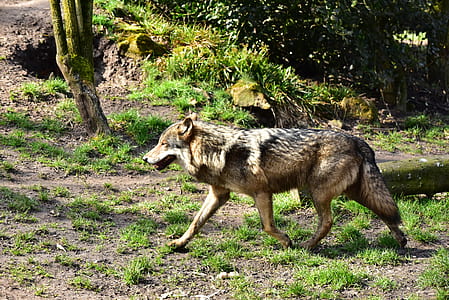 brown and black wolf on green grass at daytime thumbnail