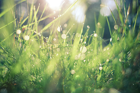 Dew in Grass thumbnail