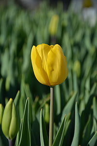 selective focus photography of yellow tulip flower thumbnail