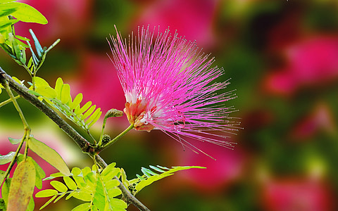 pink mimosa flower in bloom at daytime thumbnail