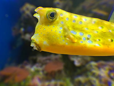 yellow fish thumbnail