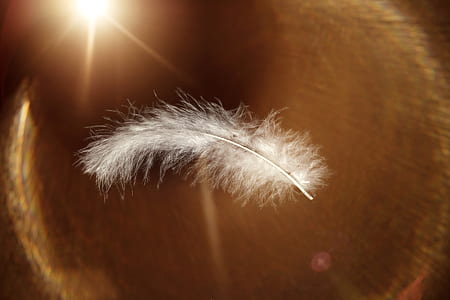 macro photography of white feather thumbnail