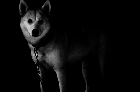 grayscale photo of short-coated dog thumbnail
