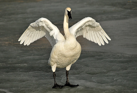 white duck at daytime thumbnail