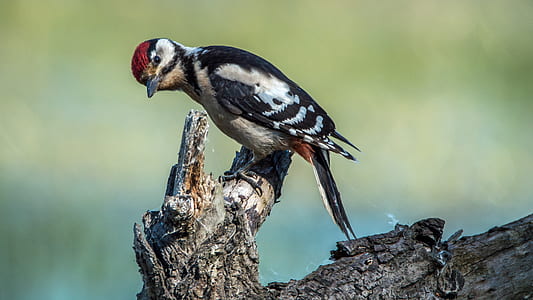 white belly long beaked bird on tree branch thumbnail