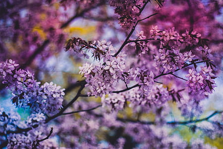 Close Photo of Purple Petaled Flower during Daytime thumbnail