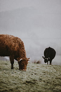 two cattle eating grass thumbnail