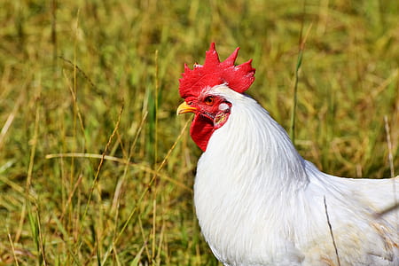 close-up of white rooster on grass thumbnail