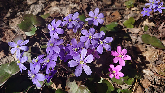 Liverwort, Spring Flowers thumbnail