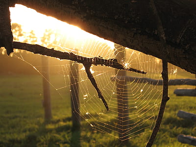 spider web under wood branch at golden hour thumbnail