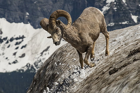 gray mountain goat thumbnail