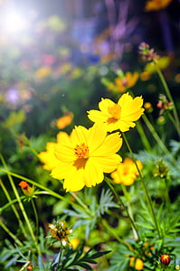 shallow focus photo of yellow flowers thumbnail