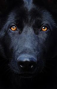 adult jet black German shepherd thumbnail