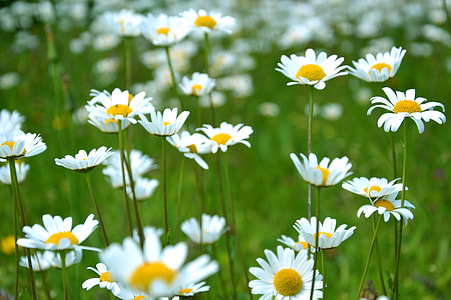 selective focus photo of white and yellow petaled flowers thumbnail