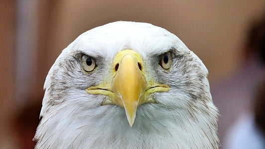 American Eagle thumbnail