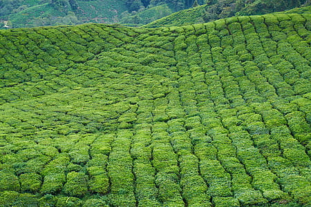 aerial view photography of green leaf trees at daytime thumbnail