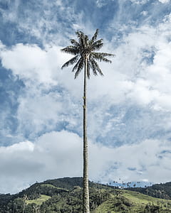 coconut tree thumbnail