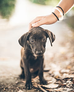 person holding short-coated black puppy thumbnail
