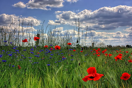 Red Petaled Flowers With Blue Petaled Flowers on a Field during Daytime thumbnail
