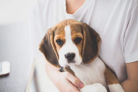 person carrying short-coated white and brown puppy thumbnail