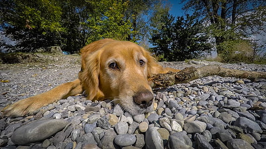 photo of brown dog laying on pebbles thumbnail