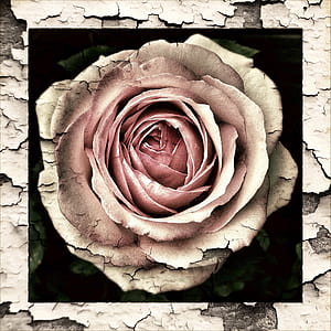 brown and pink rose artwork thumbnail