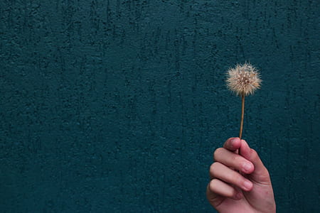 person holding withered dandelion flower thumbnail
