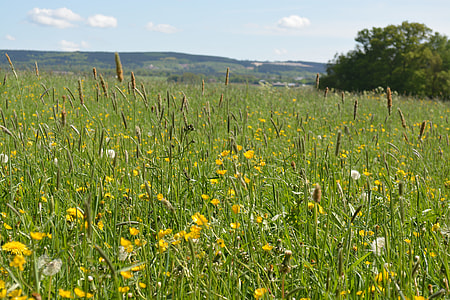 yellow flowers and green grass field under clear blue sky during daytime thumbnail