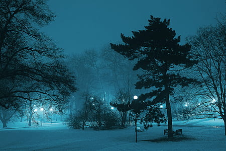 cold, snow, light, dawn thumbnail