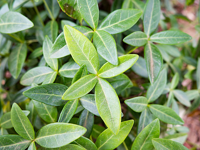green leaves thumbnail