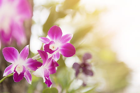 selective focus photography of pink-and-white petaled flowers thumbnail