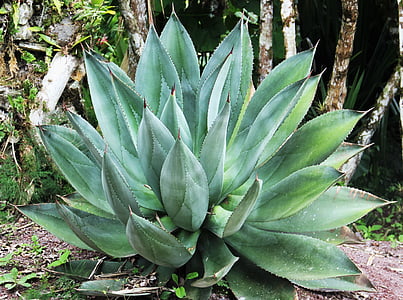 closeup photo of green linear leaf plant thumbnail