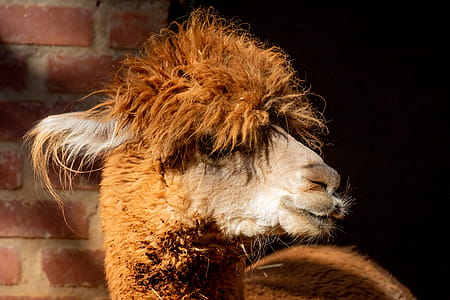 Brown Llama in Macro Shot thumbnail