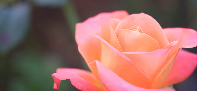 pink rose flower in selective focus photography thumbnail
