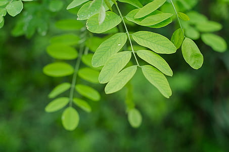 green plant thumbnail