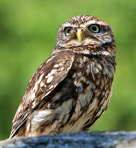 shallow focus photography of brown owl thumbnail