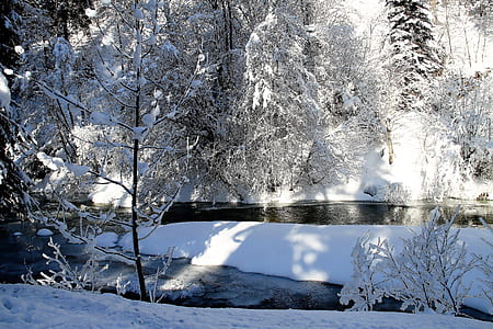snow covered trees near river thumbnail