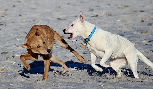 white dog attacking tan dog thumbnail