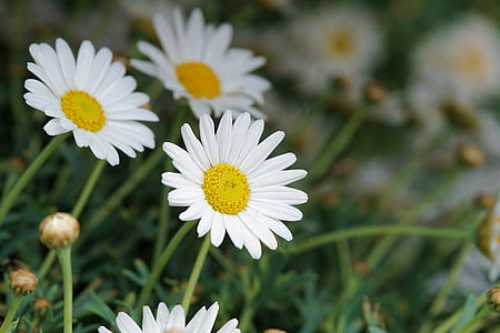 white common daisy flower during daytime thumbnail
