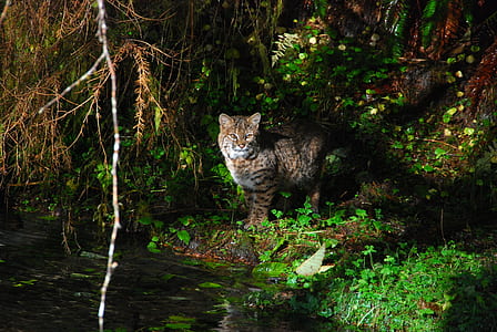 brown feline on green grass near body of water thumbnail
