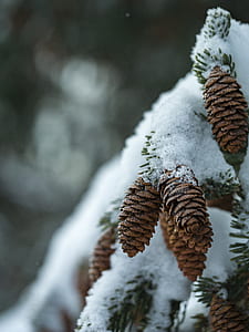 closeup photo of pine cone covered in snow thumbnail
