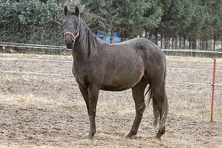 selective focus photo of horse on field at daytime thumbnail