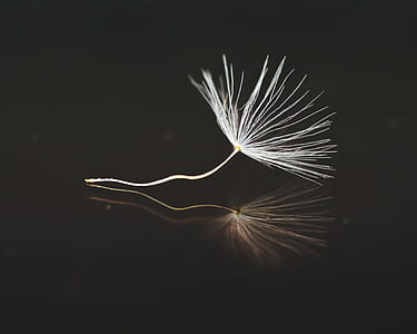 white dandelion flower on black surface thumbnail