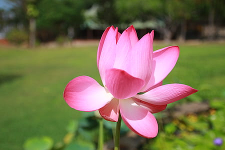 Pink Petaled Flower in Hd Photo thumbnail