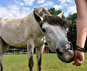 person feeding white horse thumbnail