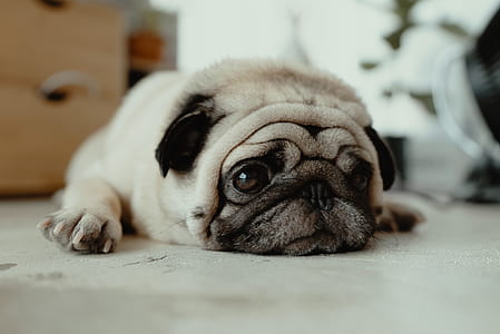 fawn pug thumbnail