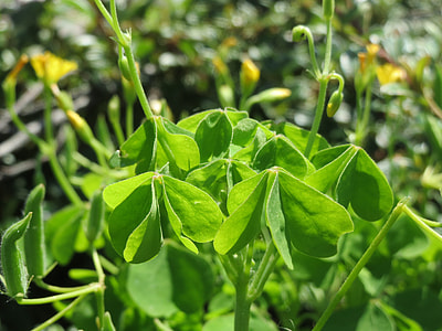 Oxalis Stricta, Common Yellow Woodsorrel thumbnail