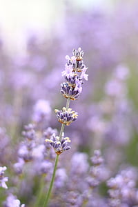 lavender plant during daytime thumbnail