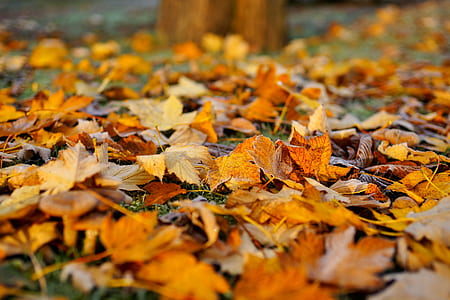 tilt-shift photography of brown leafs thumbnail
